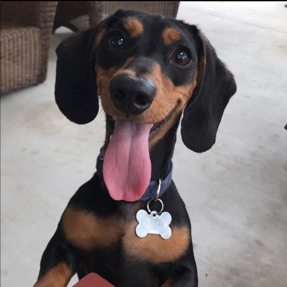 Meet your Posher, Samantha - Picture 2 of 4